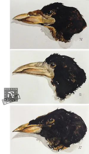 A watercolour study of three crow heads